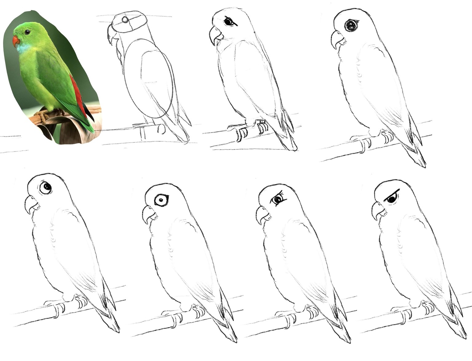 My birds - image 4 - student project