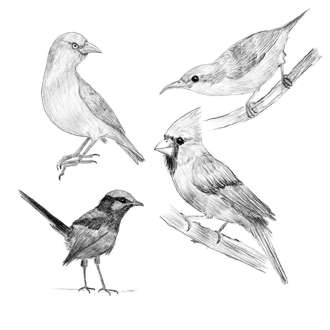 My birds - image 2 - student project