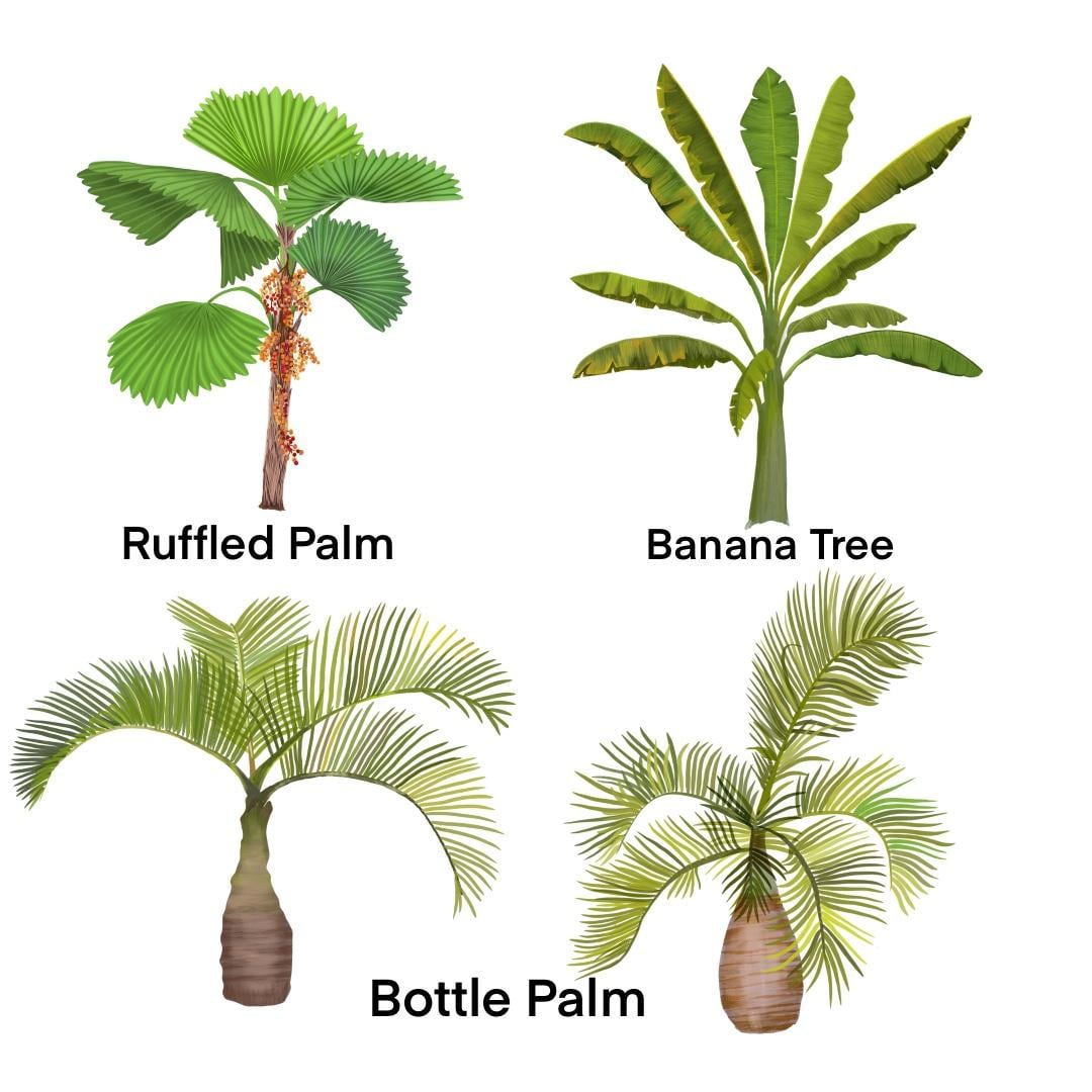 My Palm trees - image 1 - student project