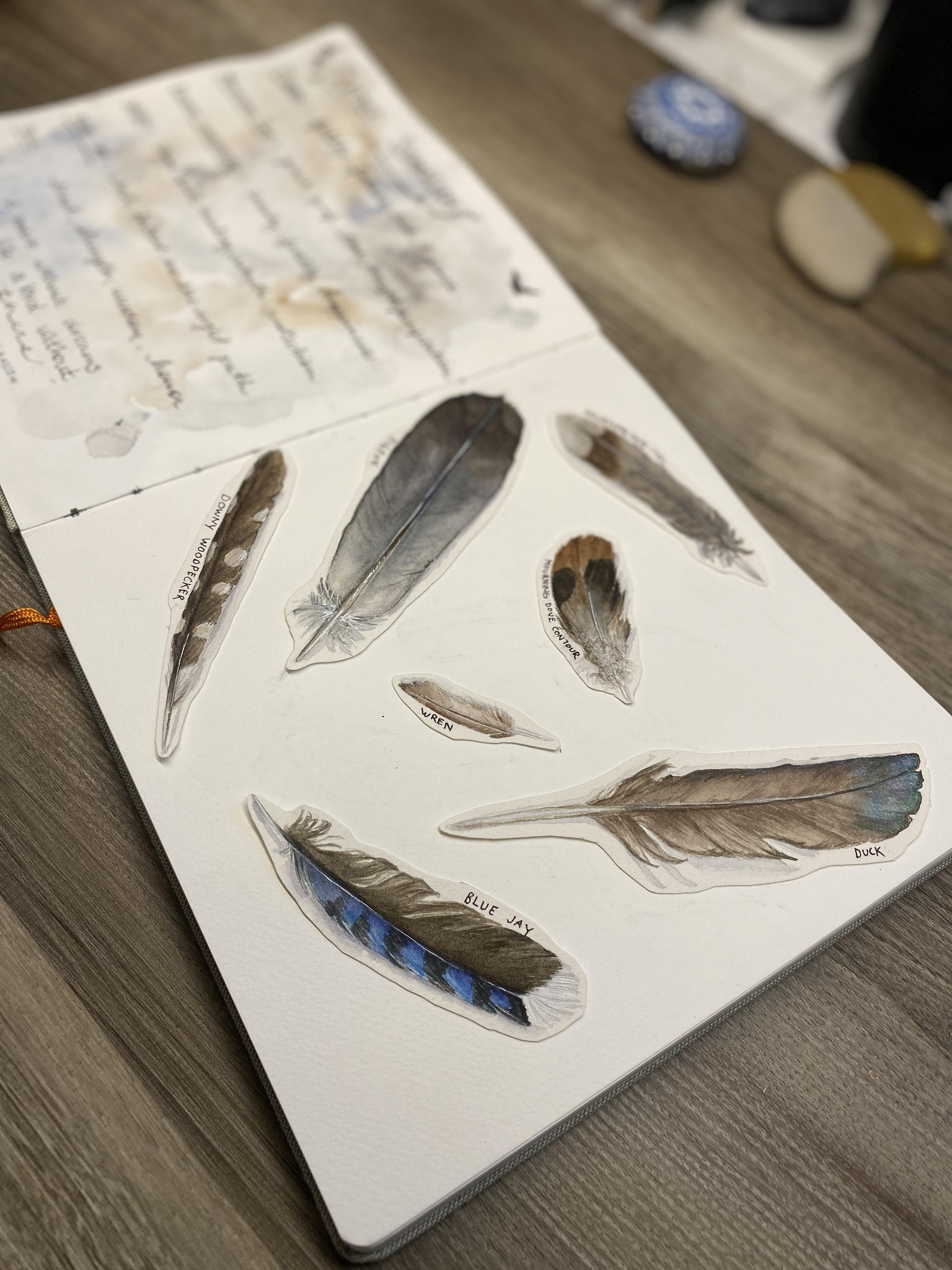 Bird Feathers in my journal - image 1 - student project