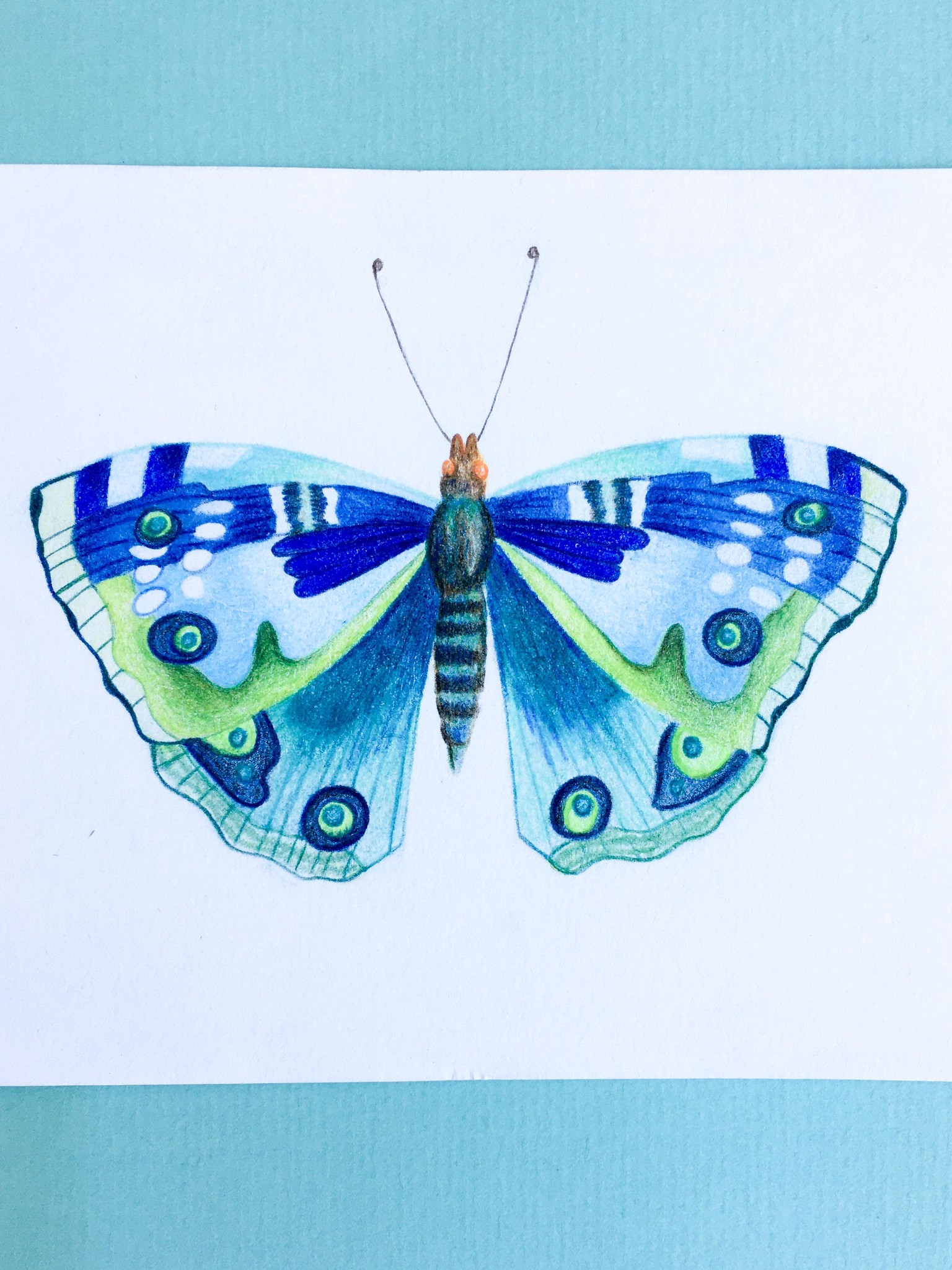 butterfly drawing - image 2 - student project