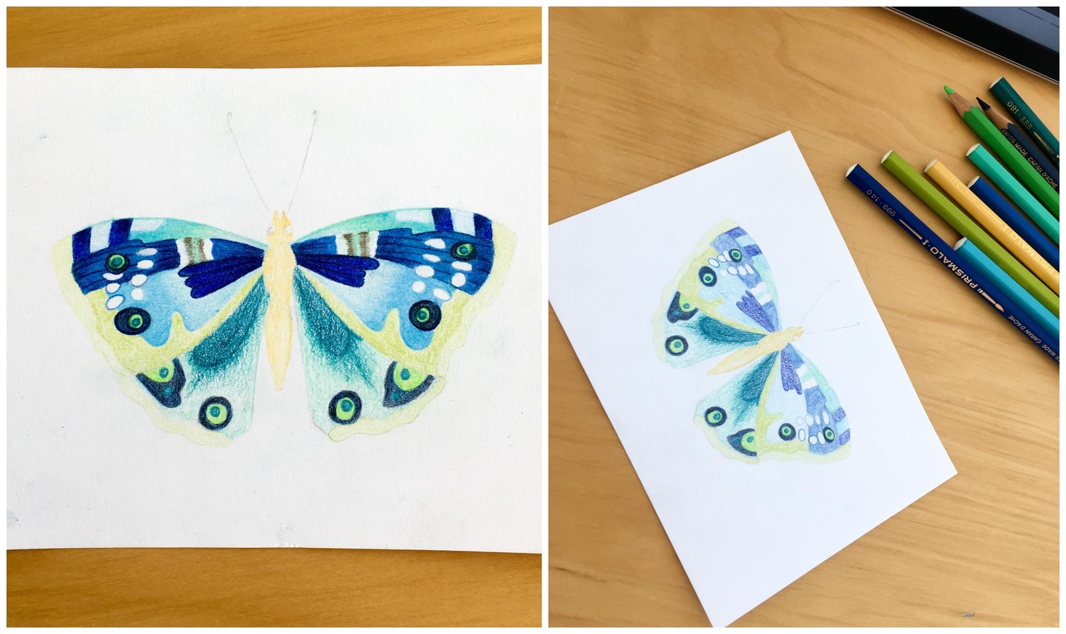 butterfly drawing - image 1 - student project
