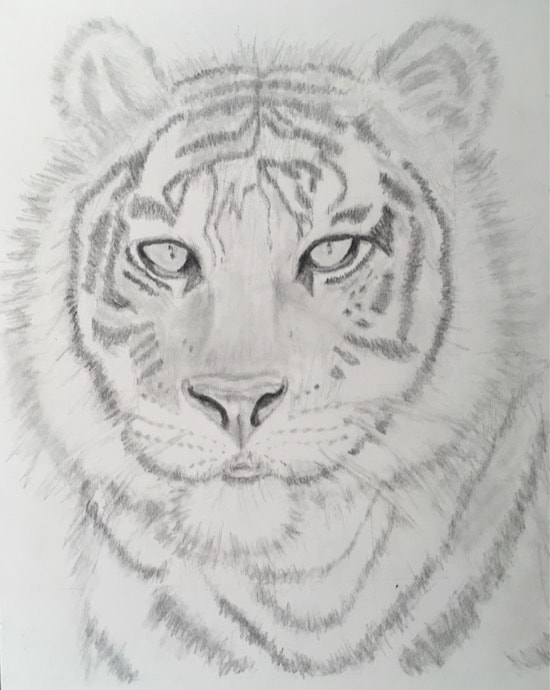 Final Project: Tiger - image 1 - student project