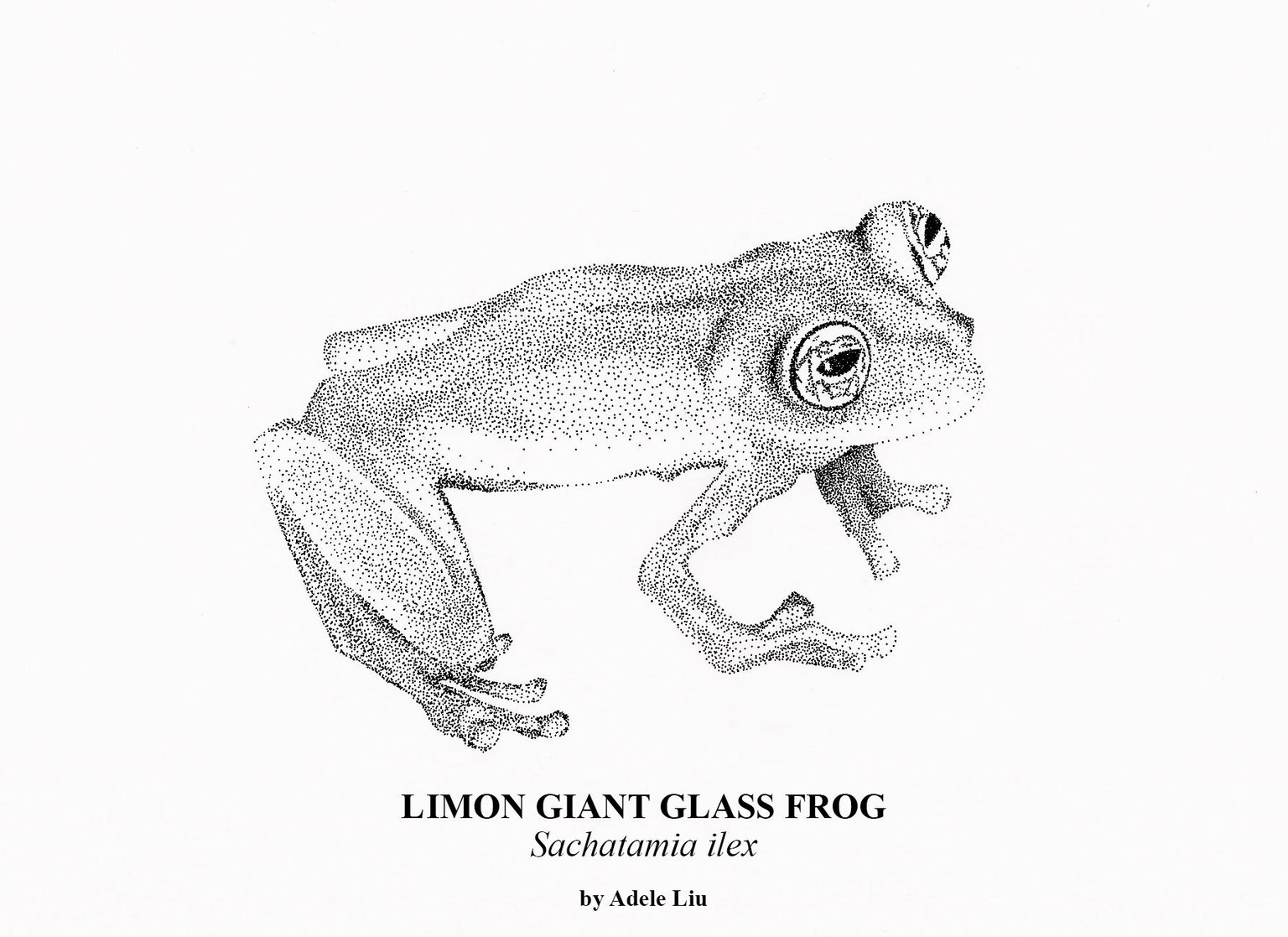 Limon Giant Glass Frog - image 2 - student project
