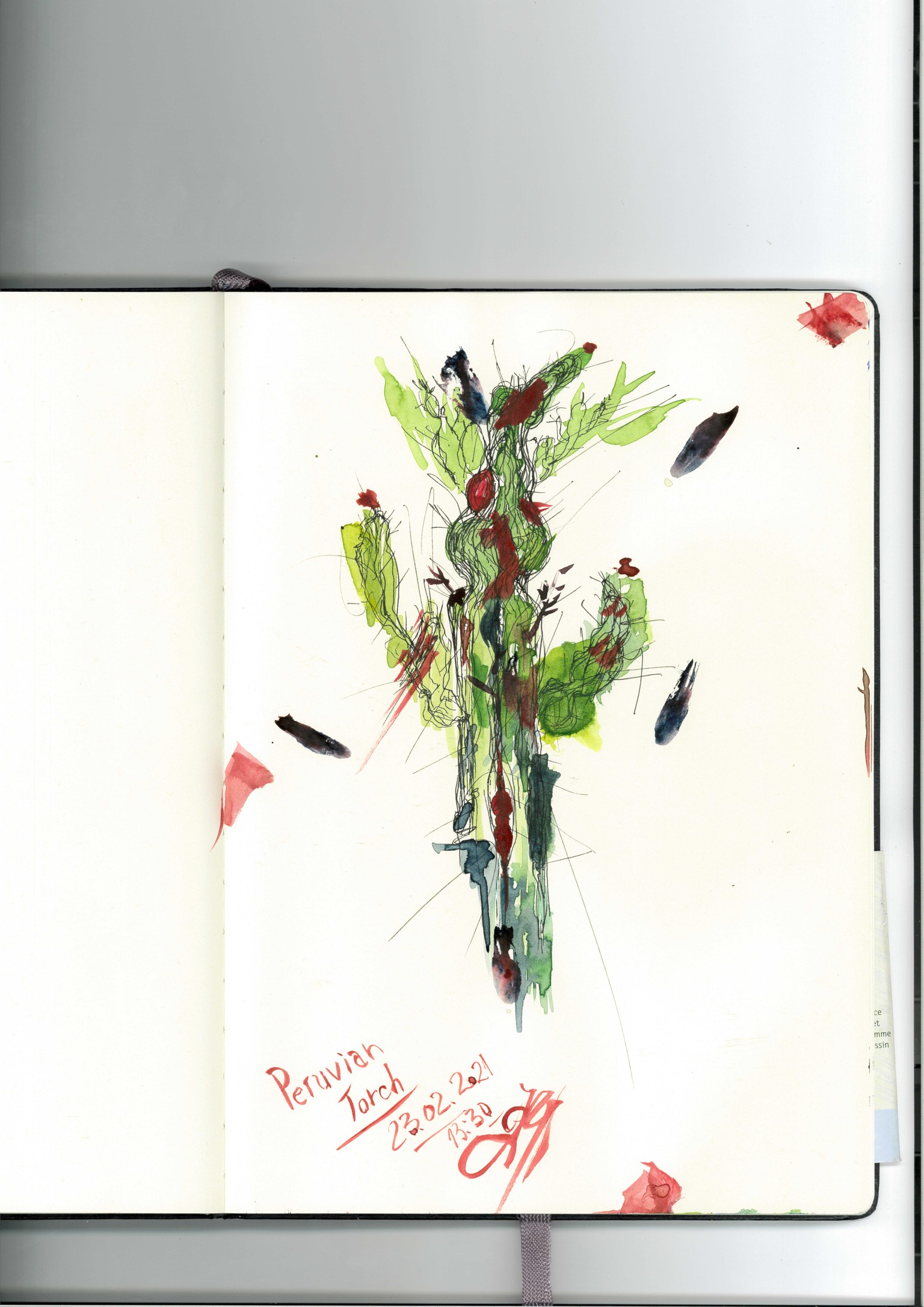 Peruvian Torch Cacti - image 1 - student project