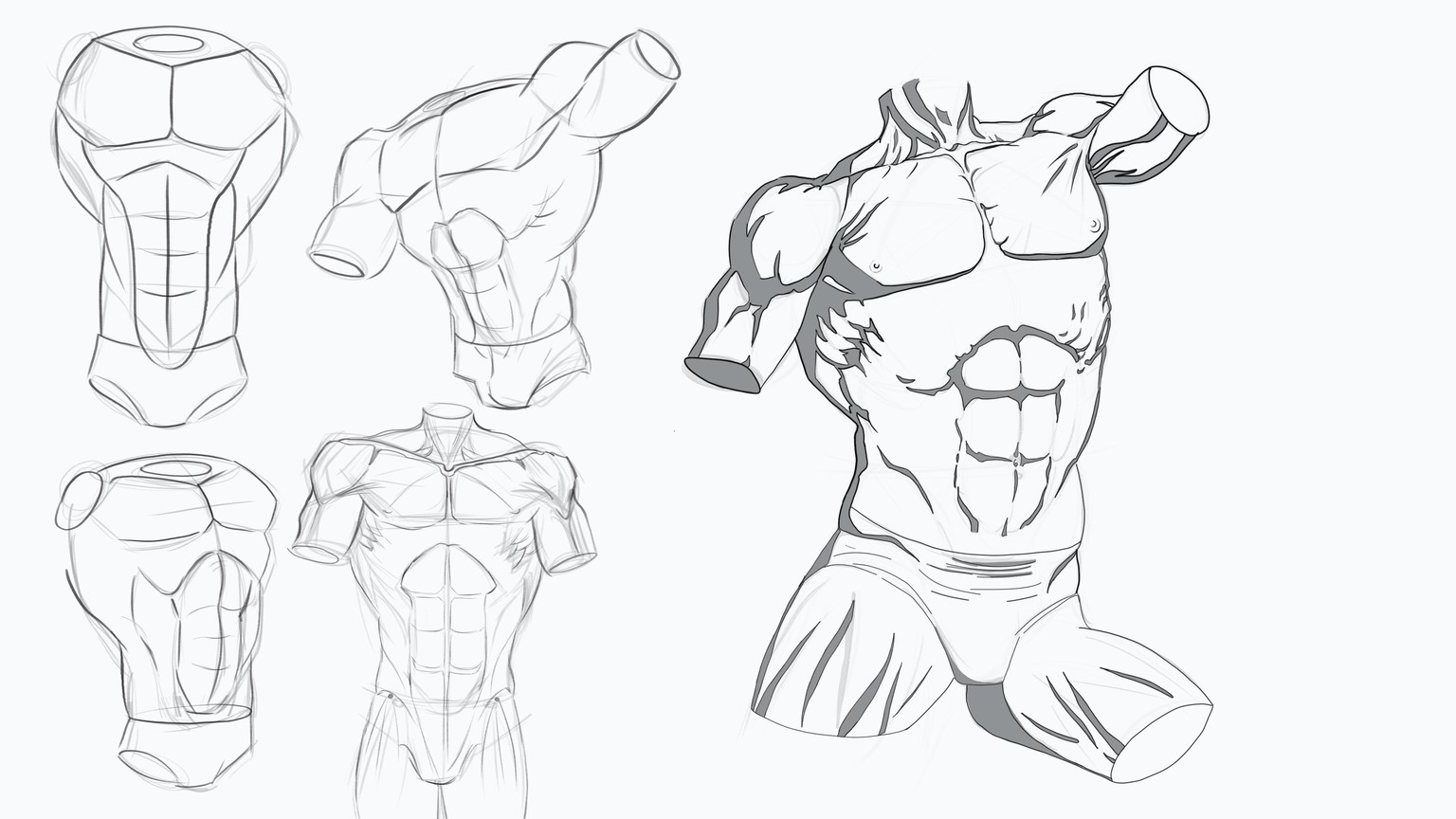 Male Torso anatomy - image 1 - student project