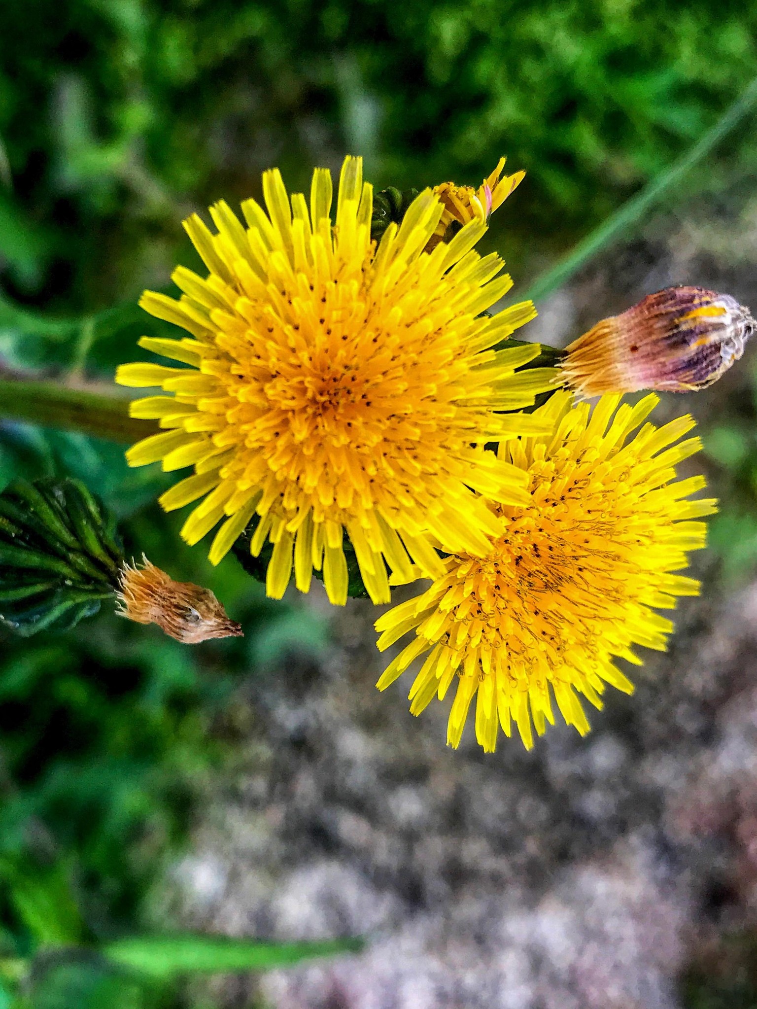 Smart Phone Photography - image 1 - student project