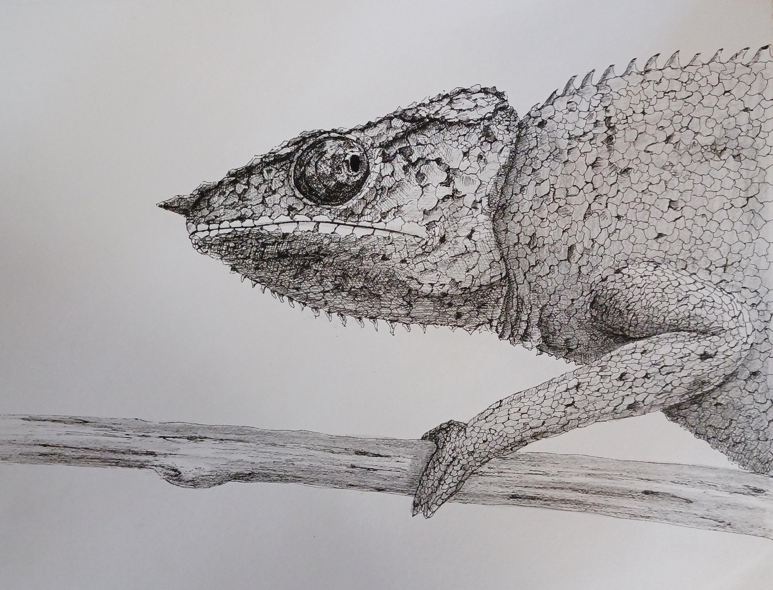 Three animals - image 1 - student project
