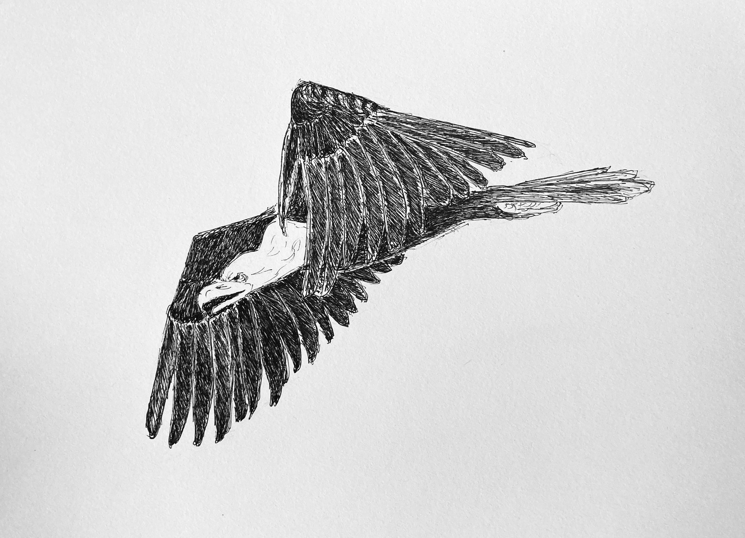 Eagle studies - image 1 - student project
