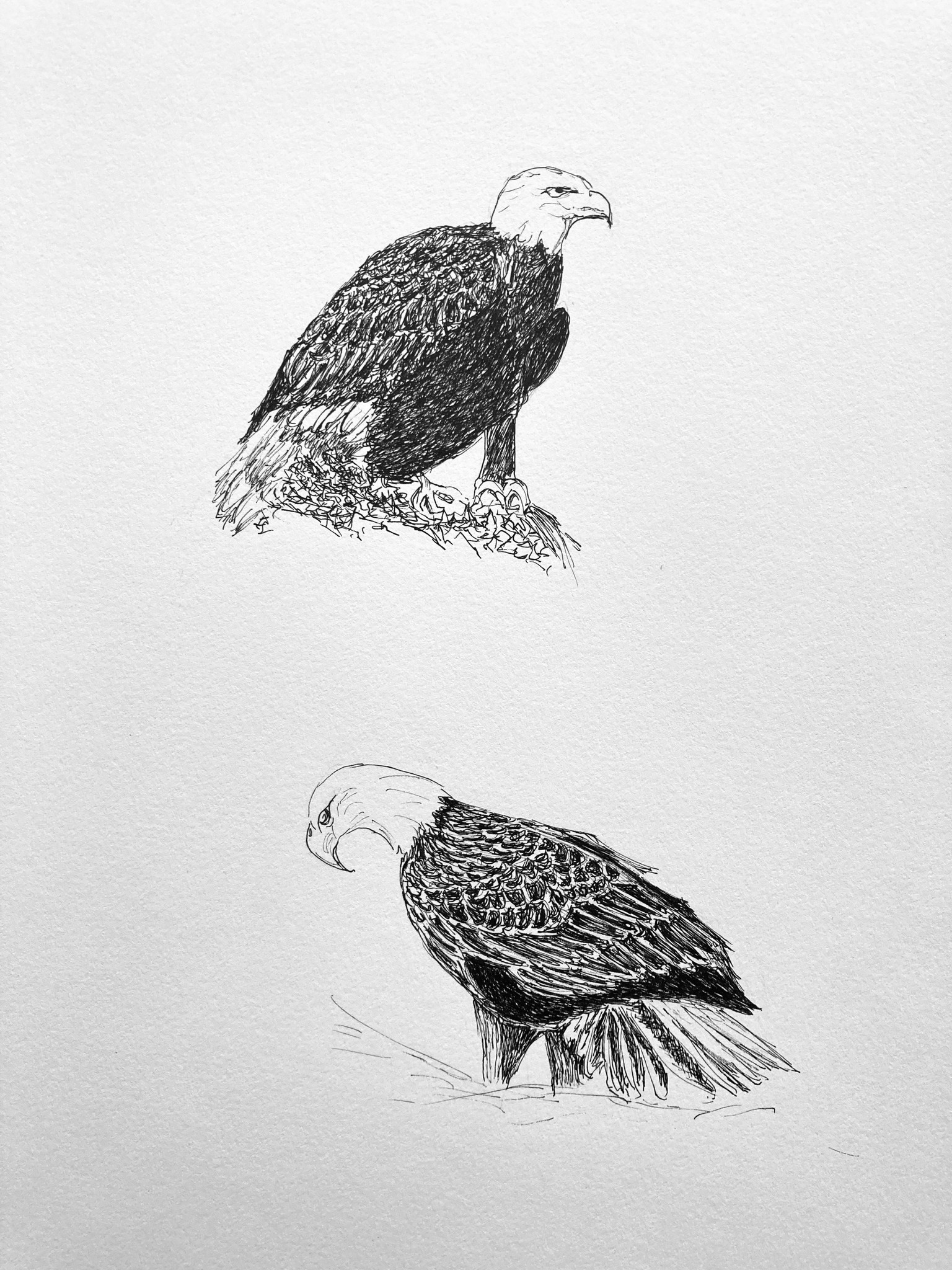 Eagle studies - image 2 - student project
