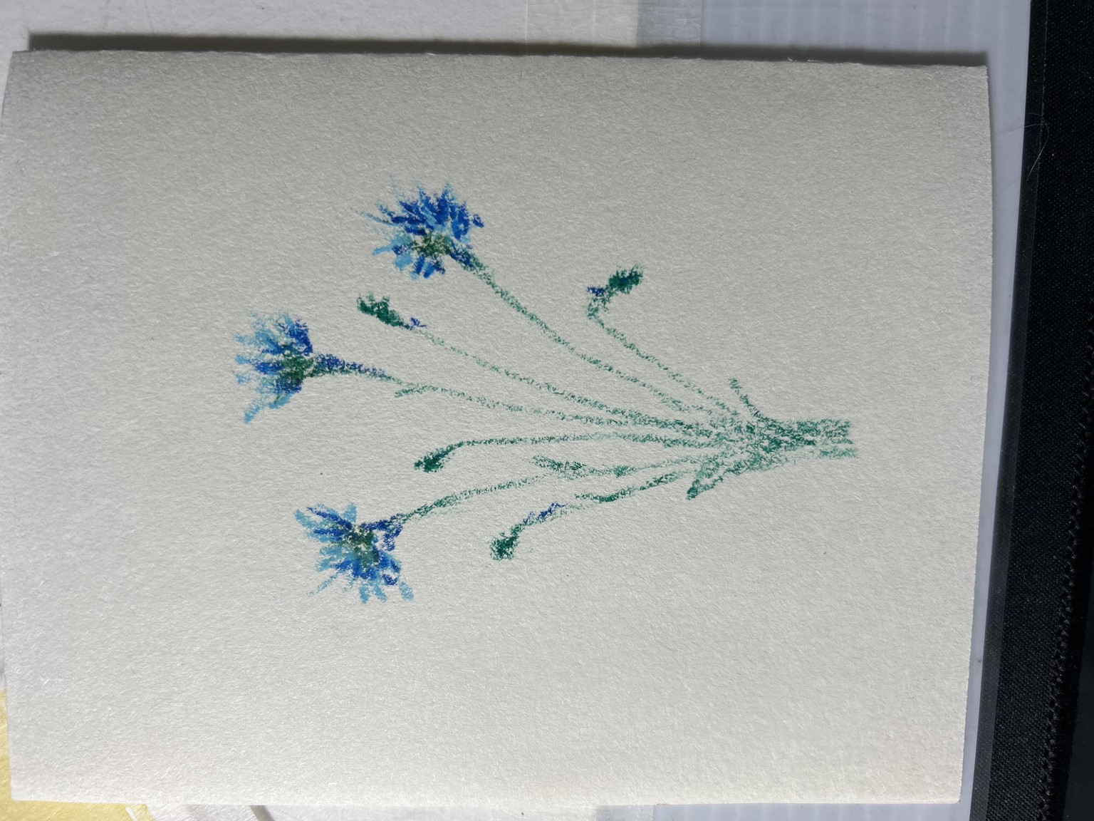 Botanical drawing cornflower - image 1 - student project