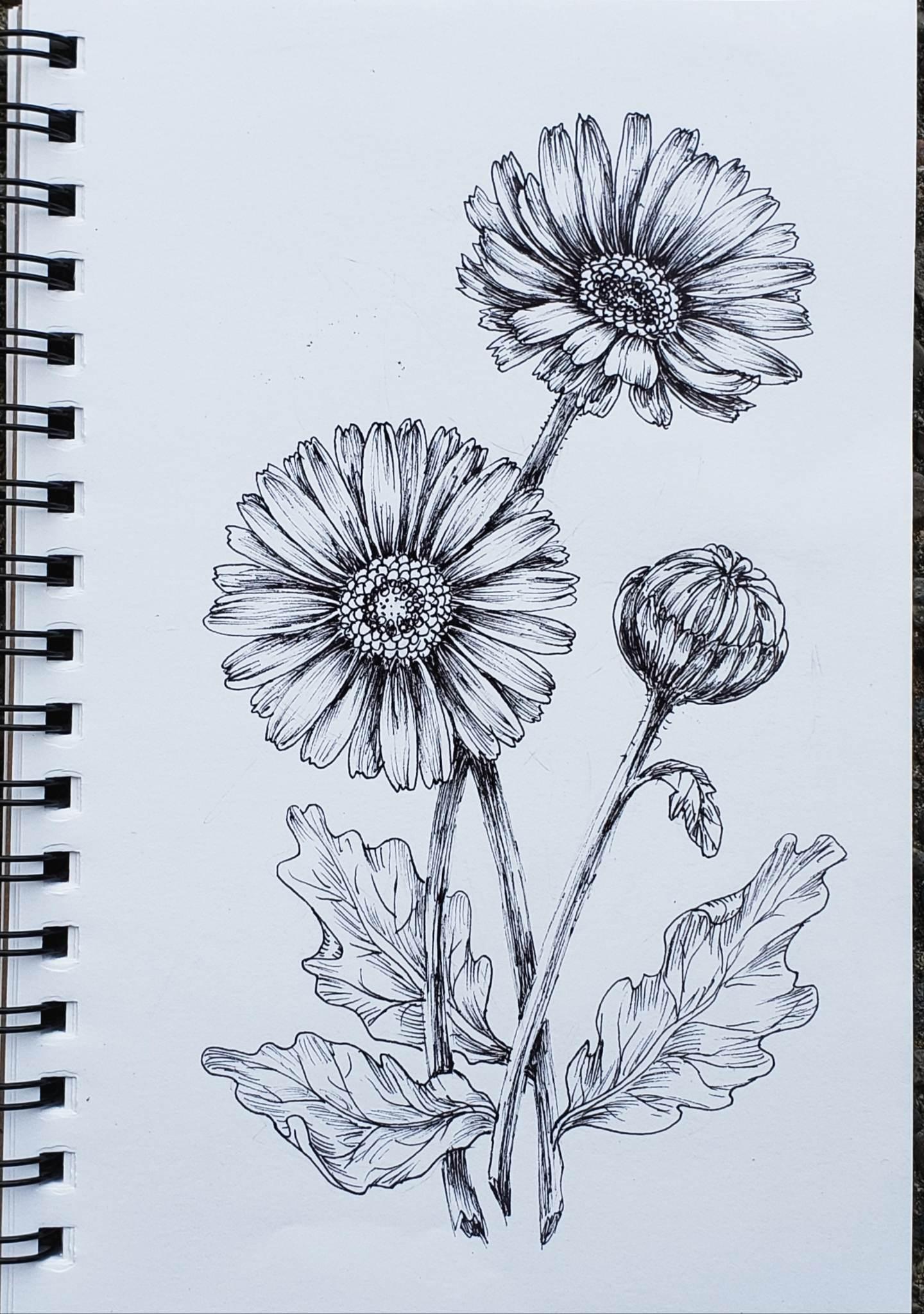Gerberas in ink - image 2 - student project