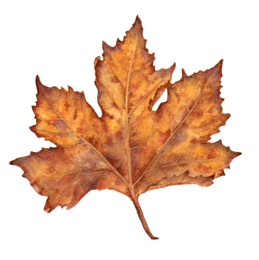 Maple leaf - image 3 - student project