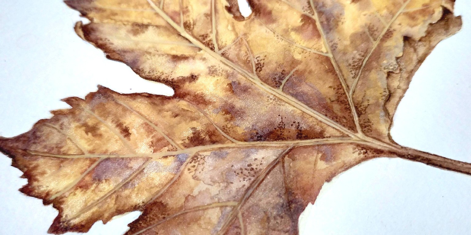 Maple leaf - image 5 - student project