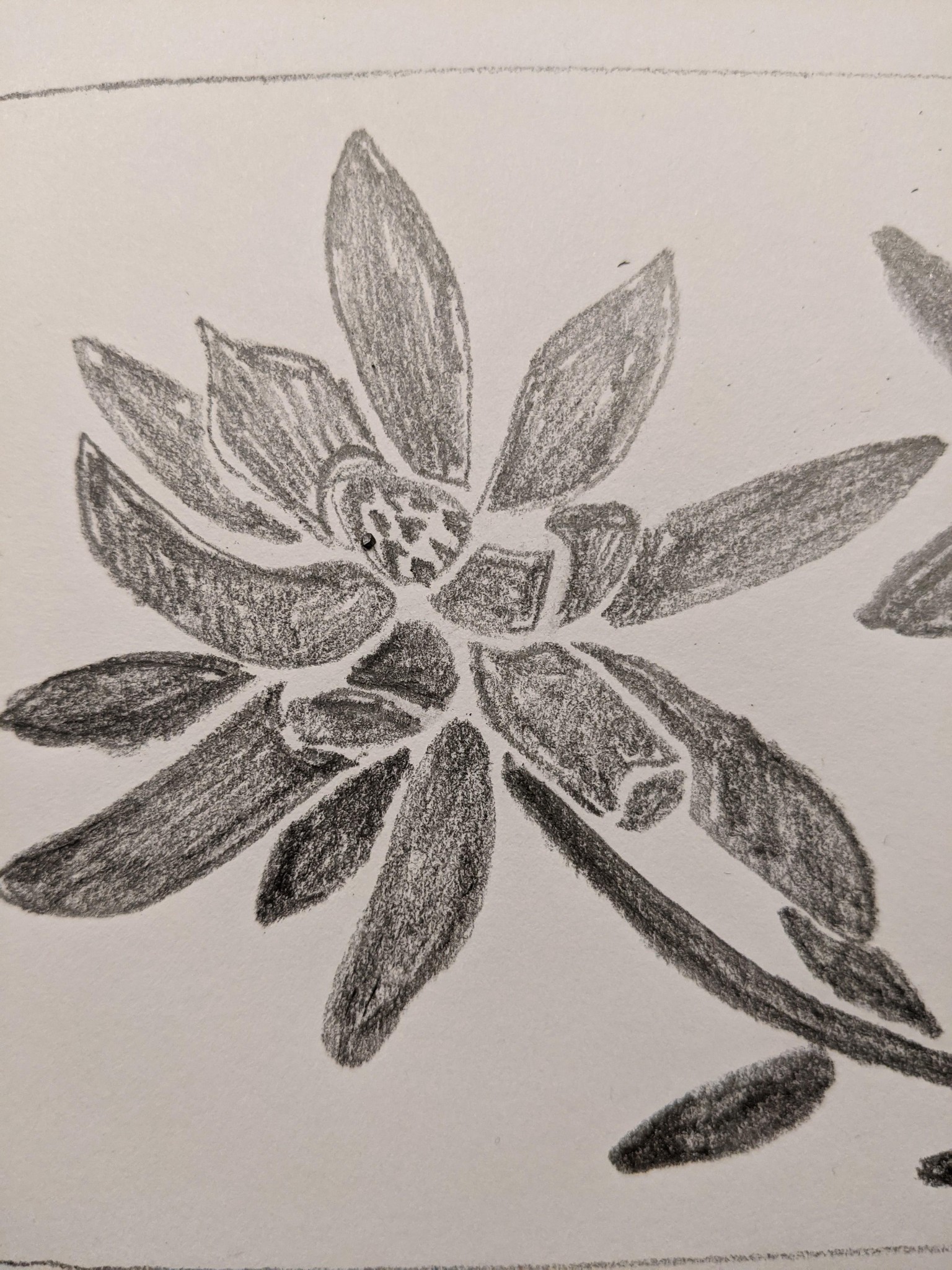 Leucadendron - image 1 - student project