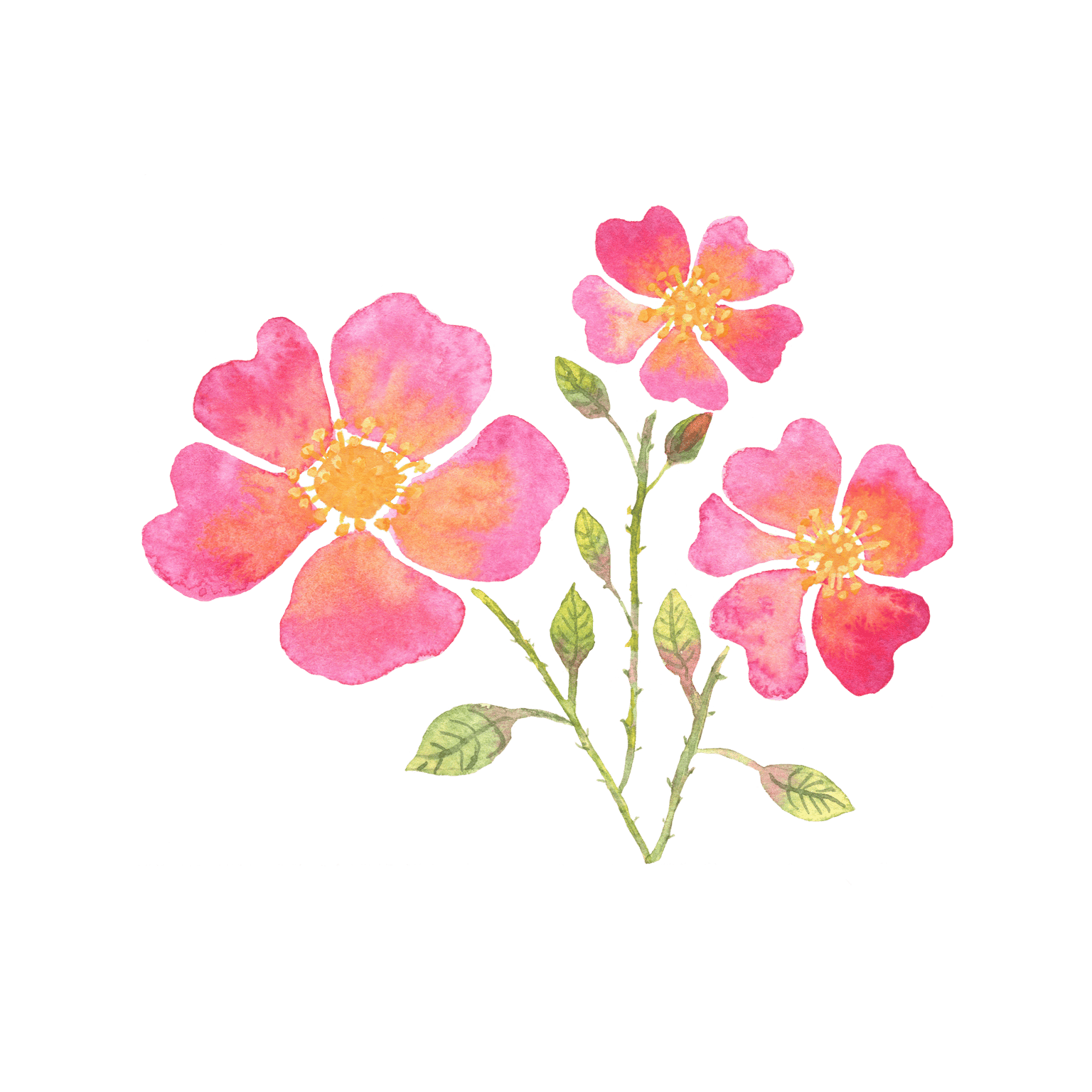 Pomegranate - image 12 - student project