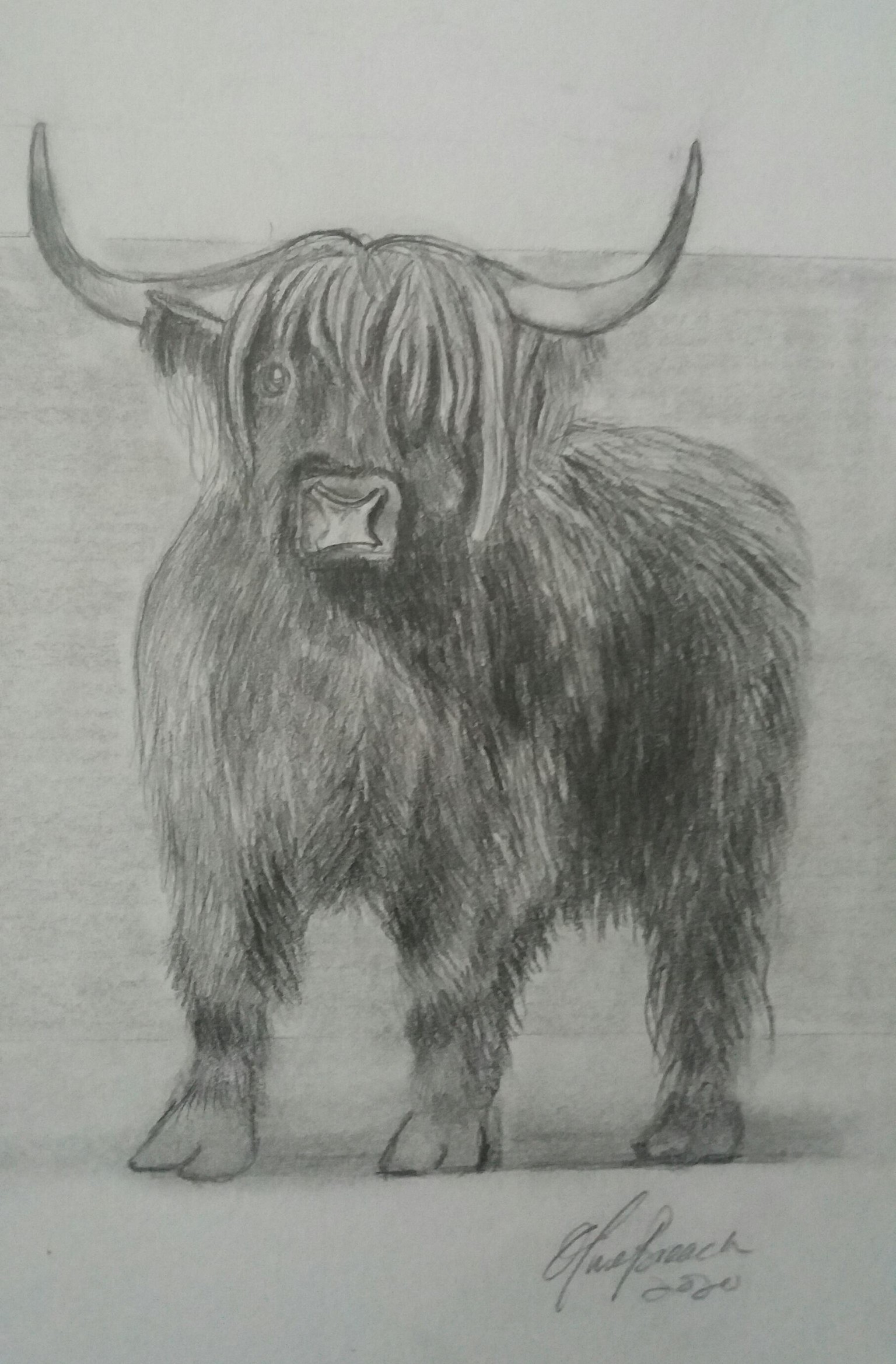 Highland Cow - image 1 - student project