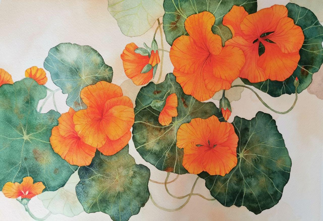 Nasturtium - image 1 - student project