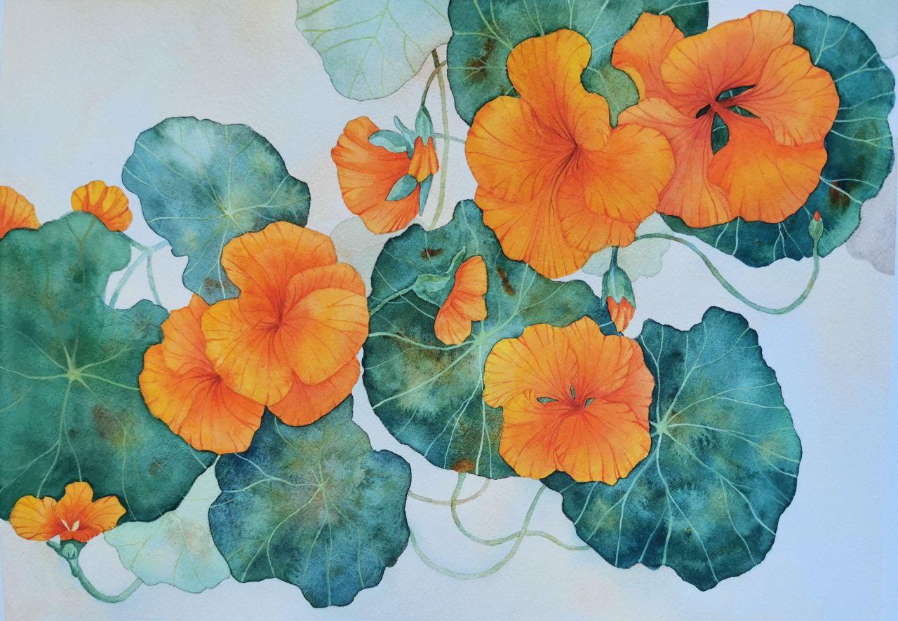 Nasturtium - image 2 - student project