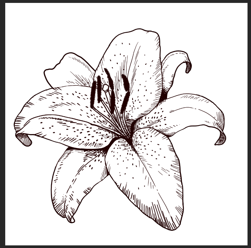 STILL LIFE LILY - image 1 - student project