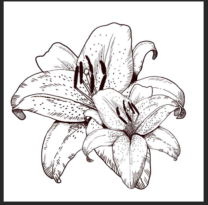 STILL LIFE LILY - image 2 - student project