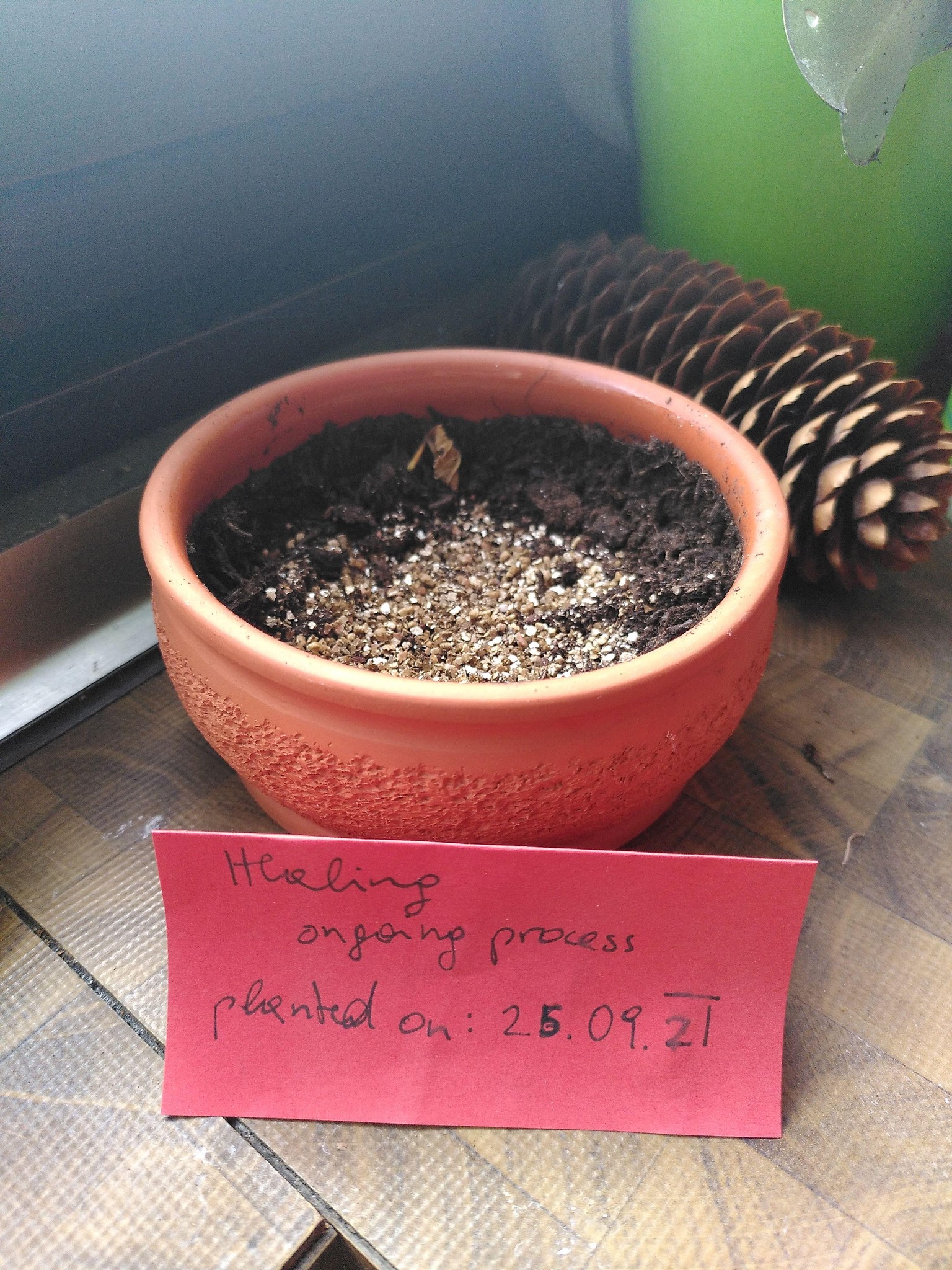 Thriving - image 1 - student project