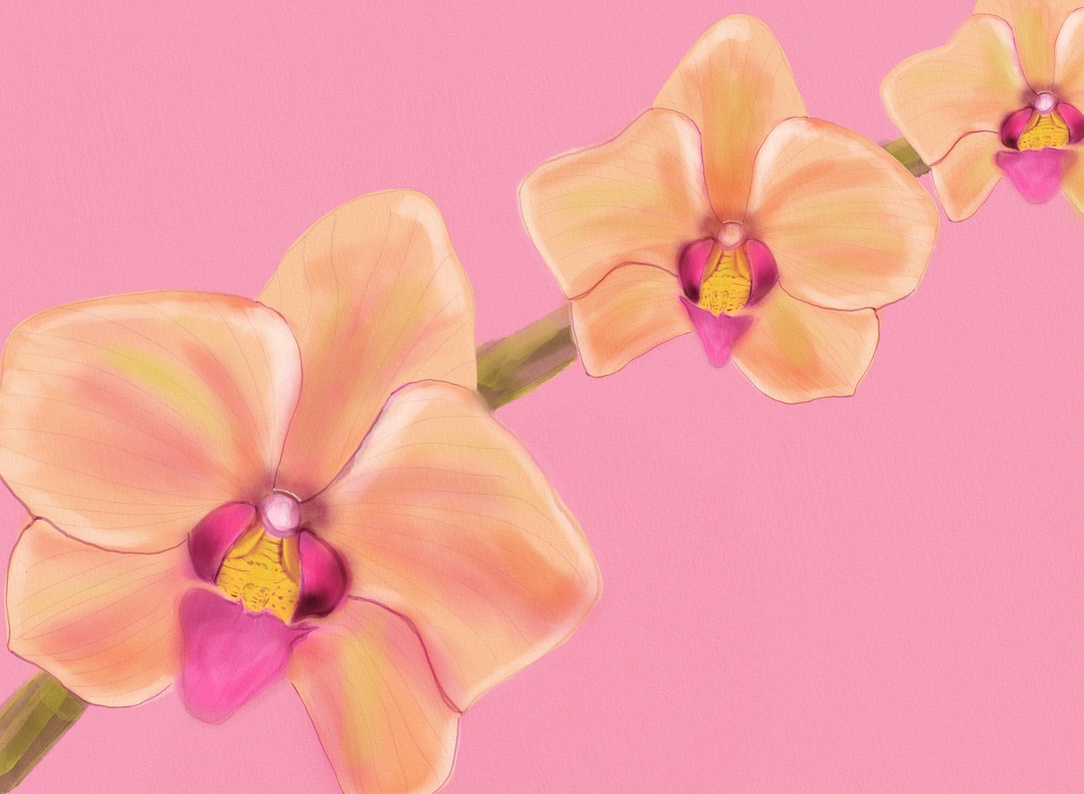 orchids on a sunday - image 1 - student project