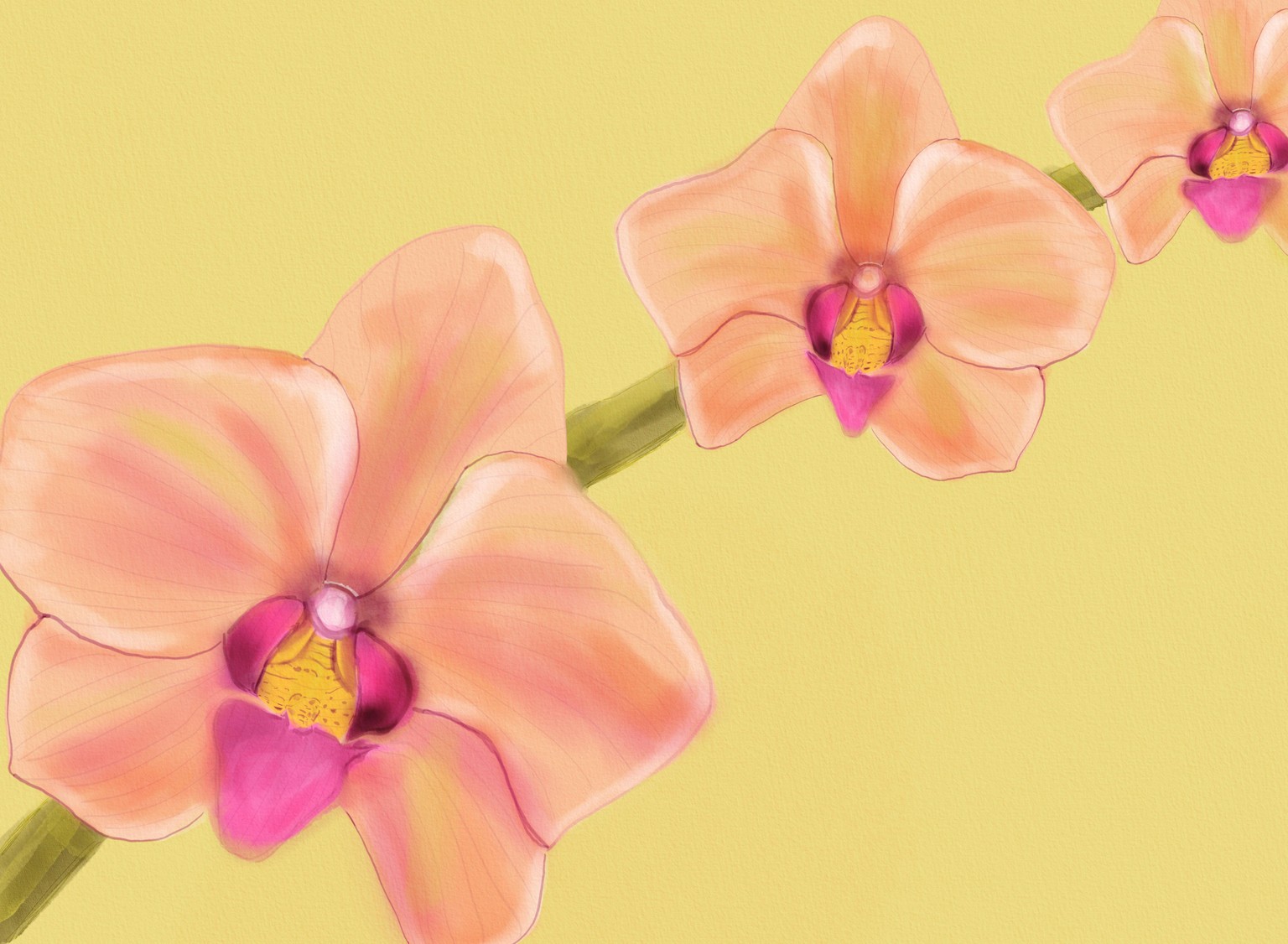 orchids on a sunday - image 2 - student project