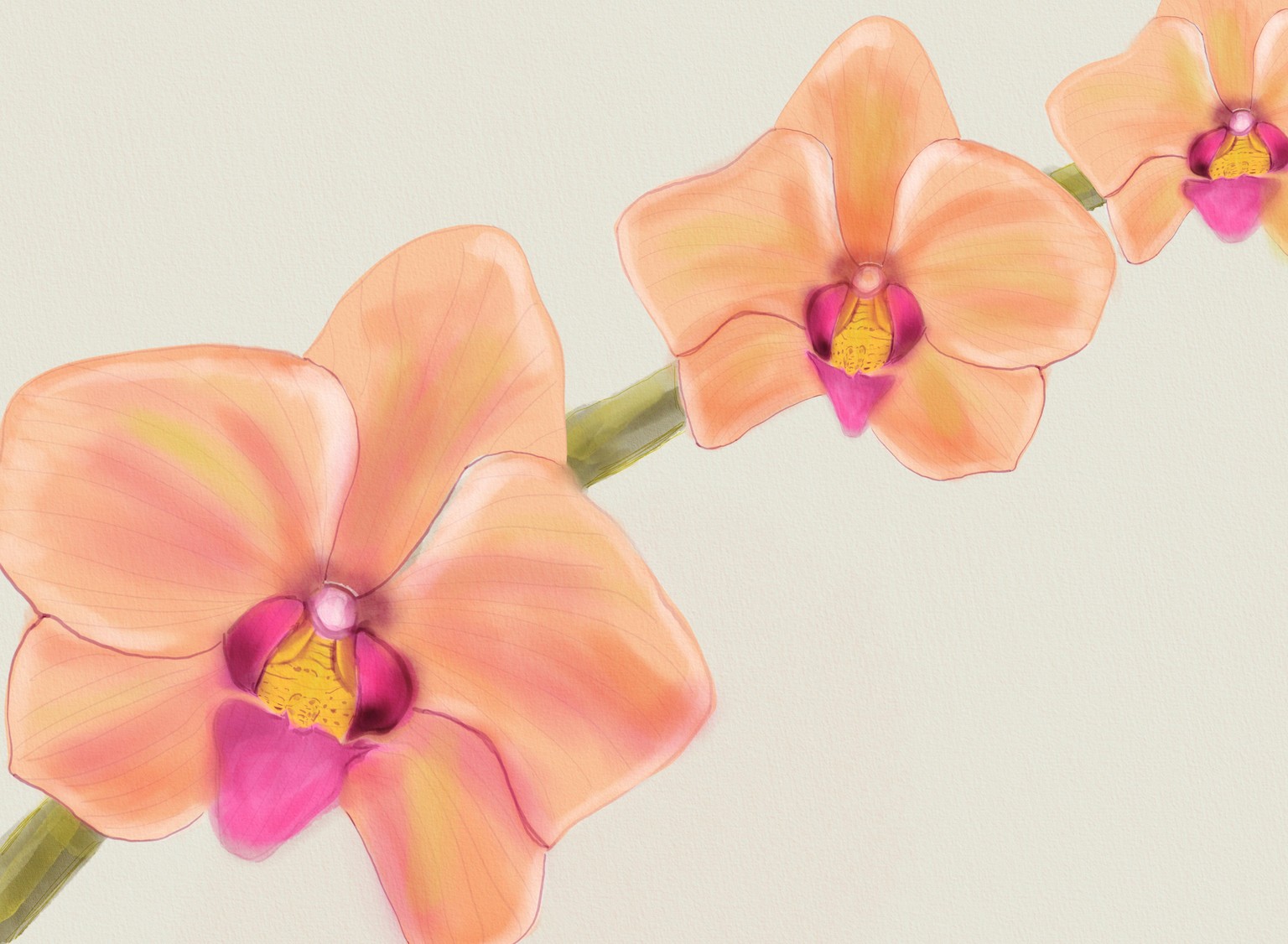 orchids on a sunday - image 3 - student project