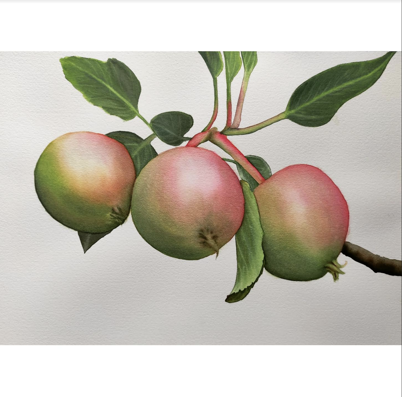 Apples on a Tree - image 1 - student project