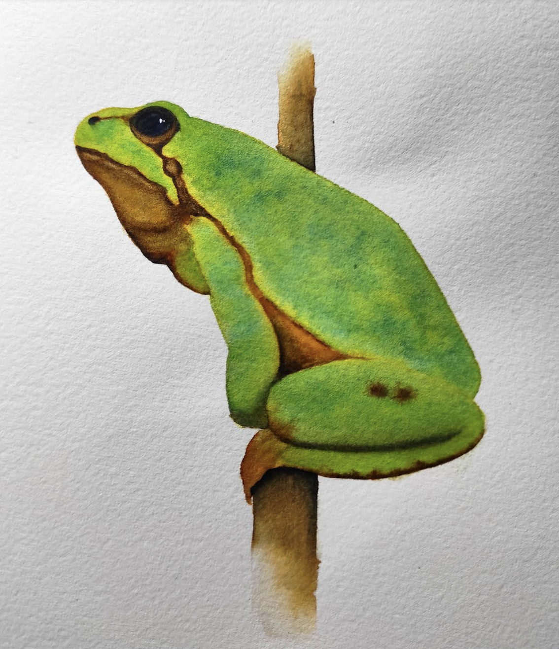 Tree Frog - image 2 - student project
