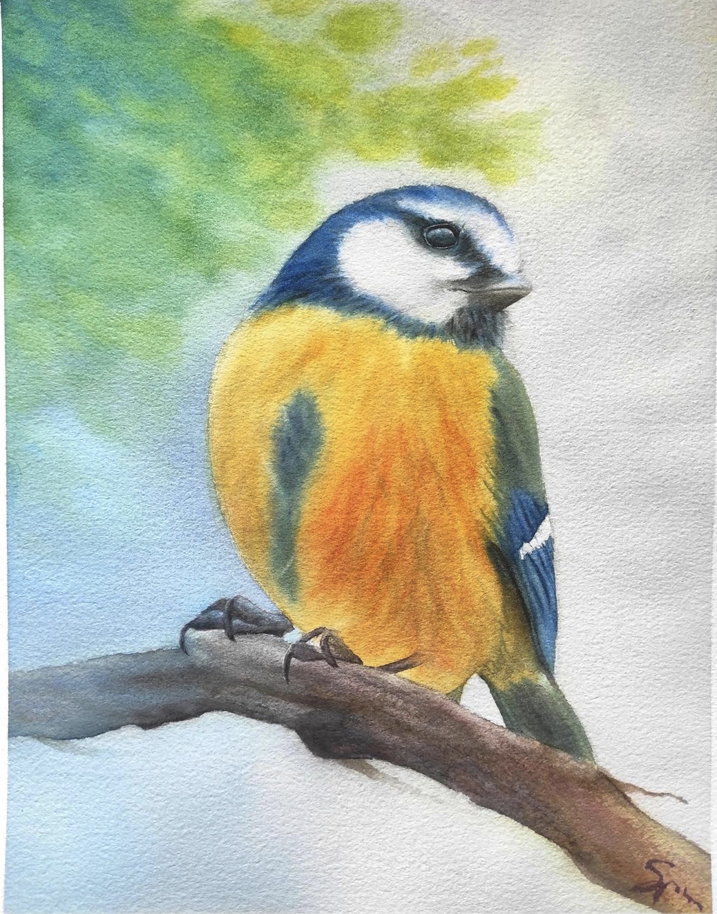 Bird class - image 4 - student project