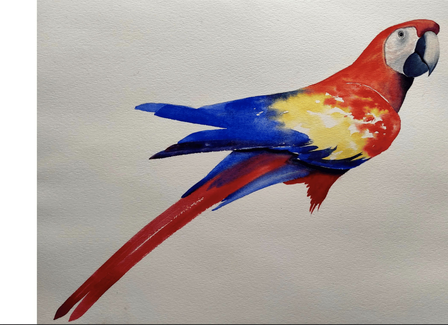 Macaw - image 1 - student project