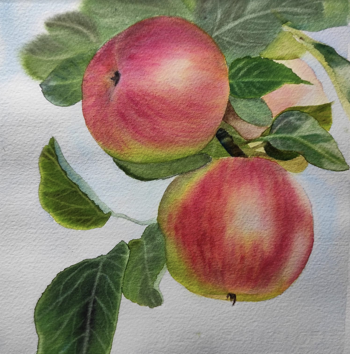 Apples on a Tree - image 4 - student project