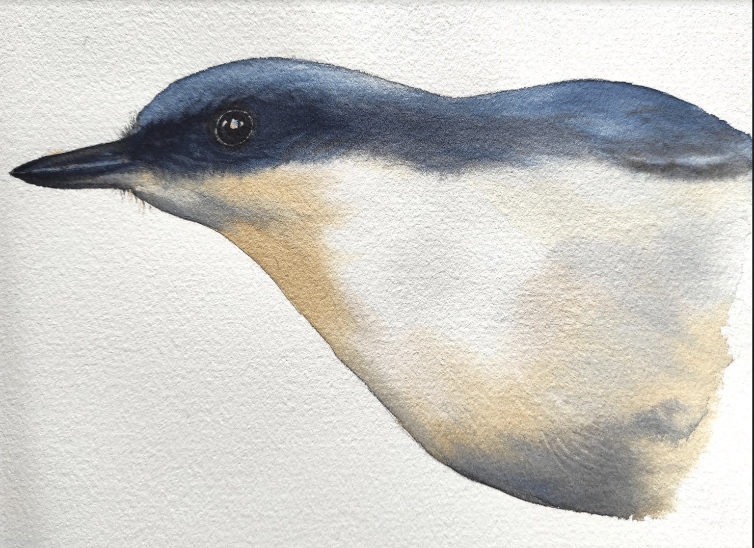 Bird class - image 1 - student project