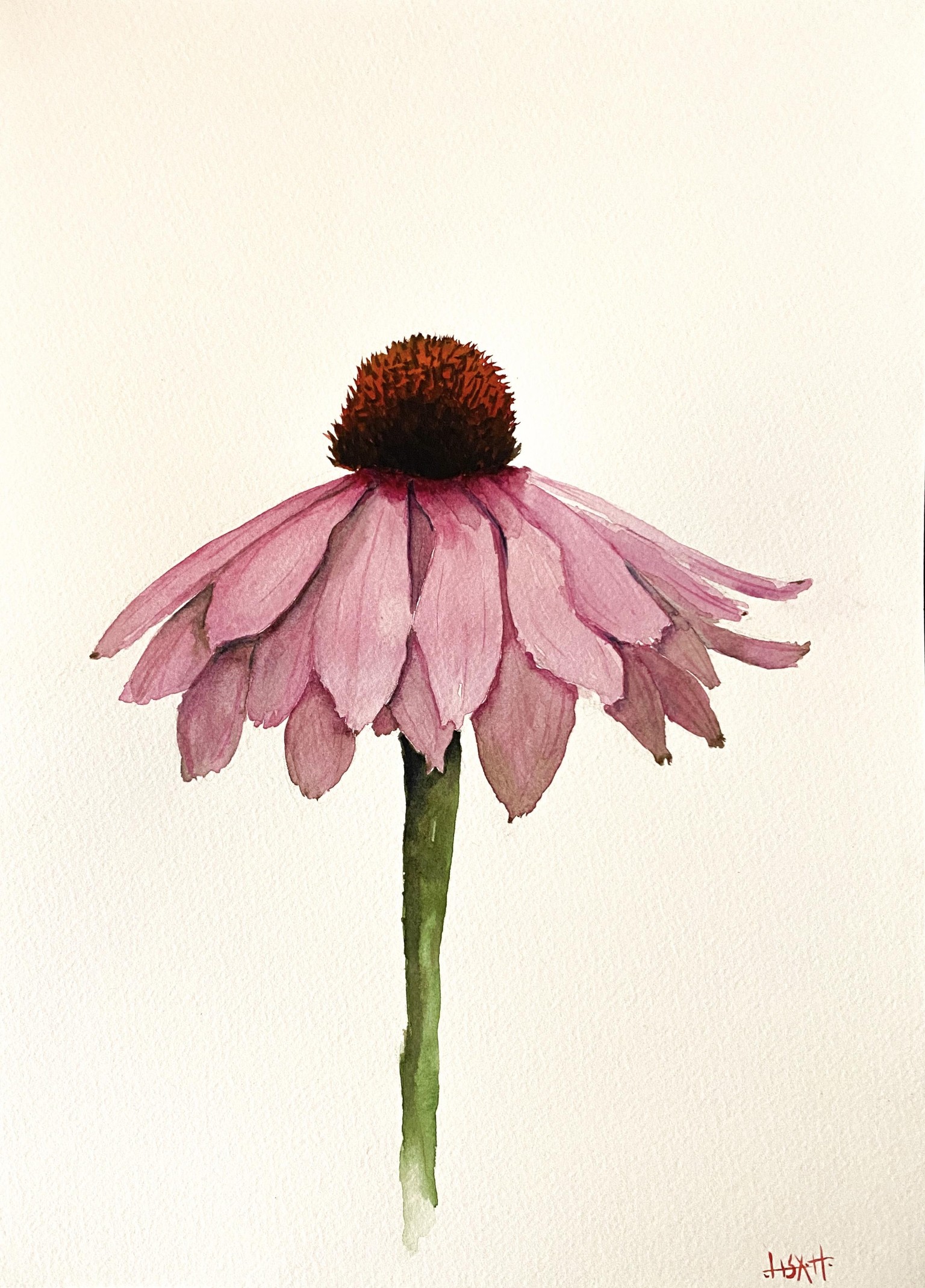 Watercolour Echinacea flower - image 1 - student project