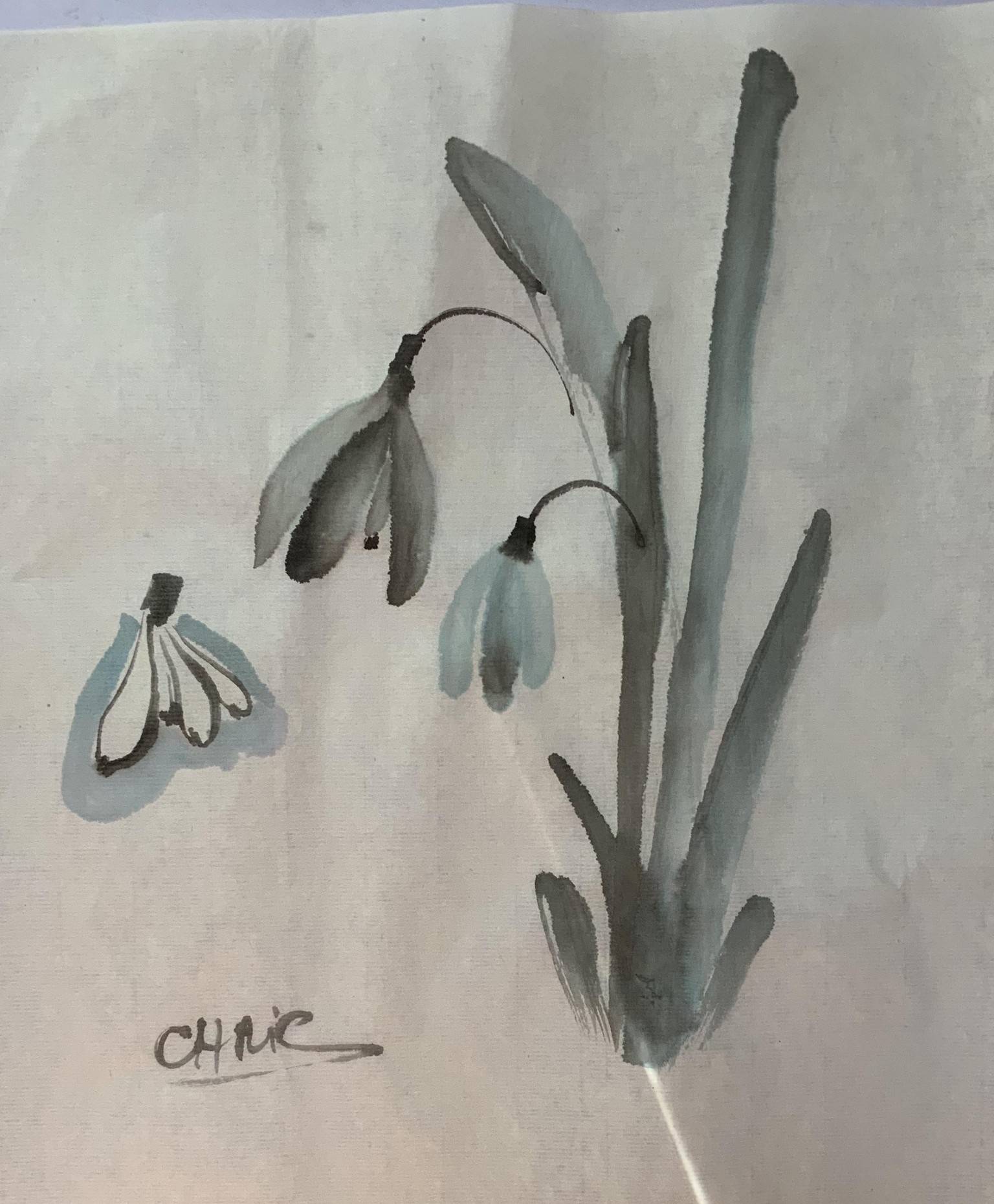 My Snowdrop - image 1 - student project