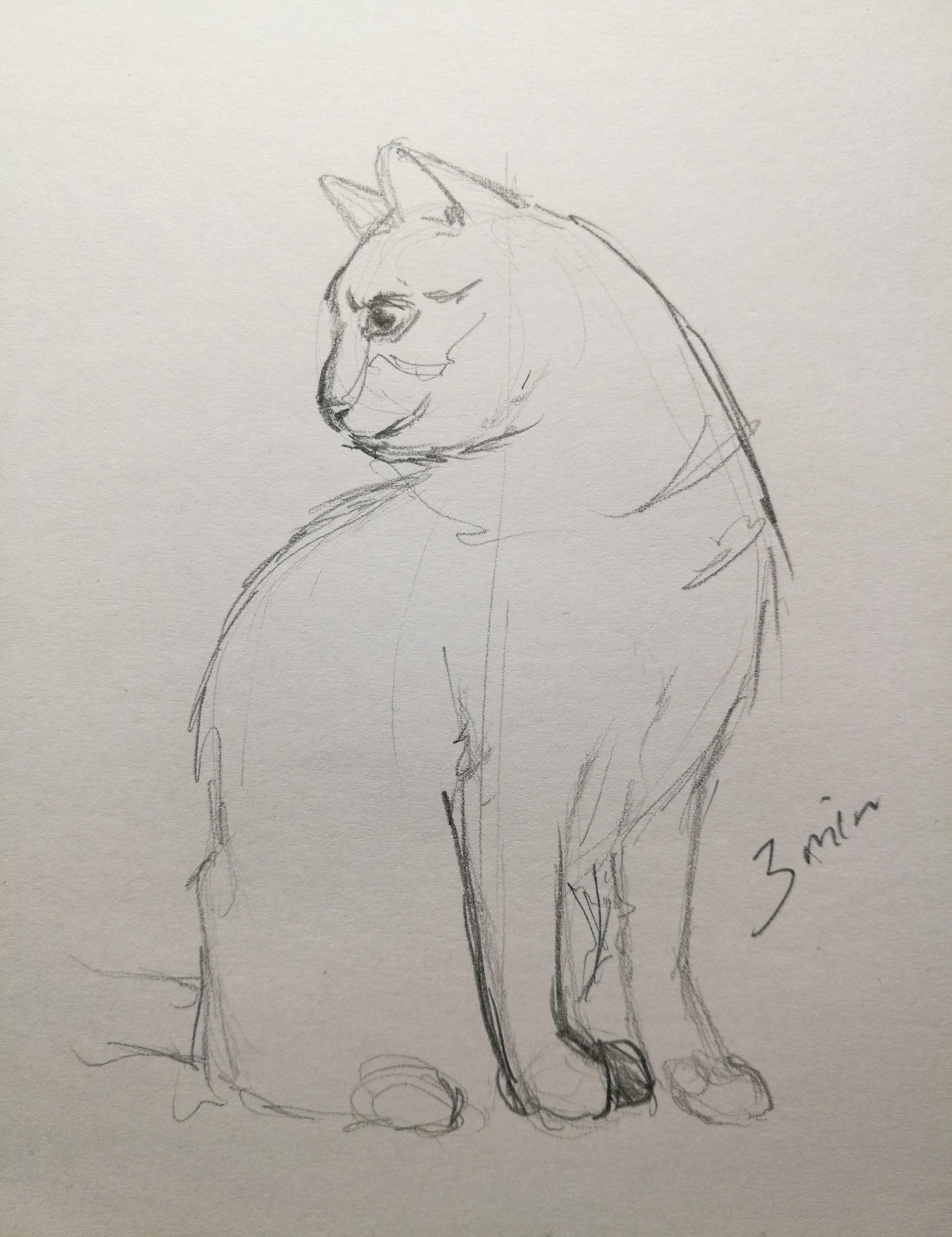 My cats. - image 2 - student project