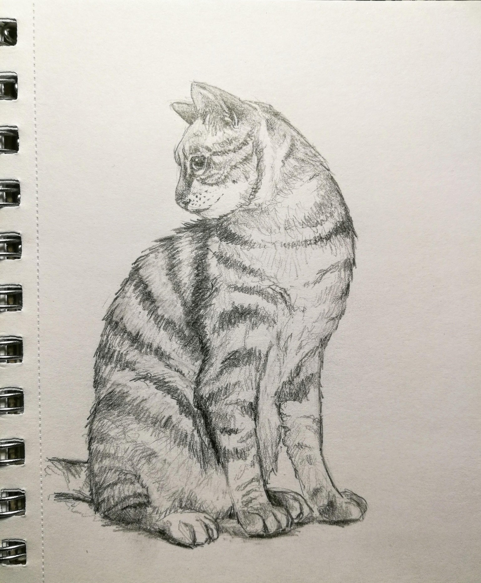 My cats. - image 3 - student project