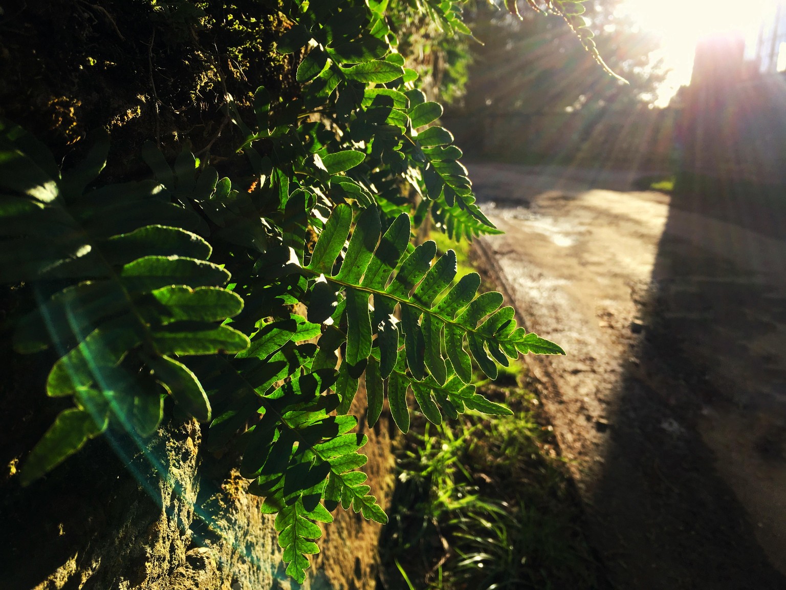 Sunny day - image 4 - student project