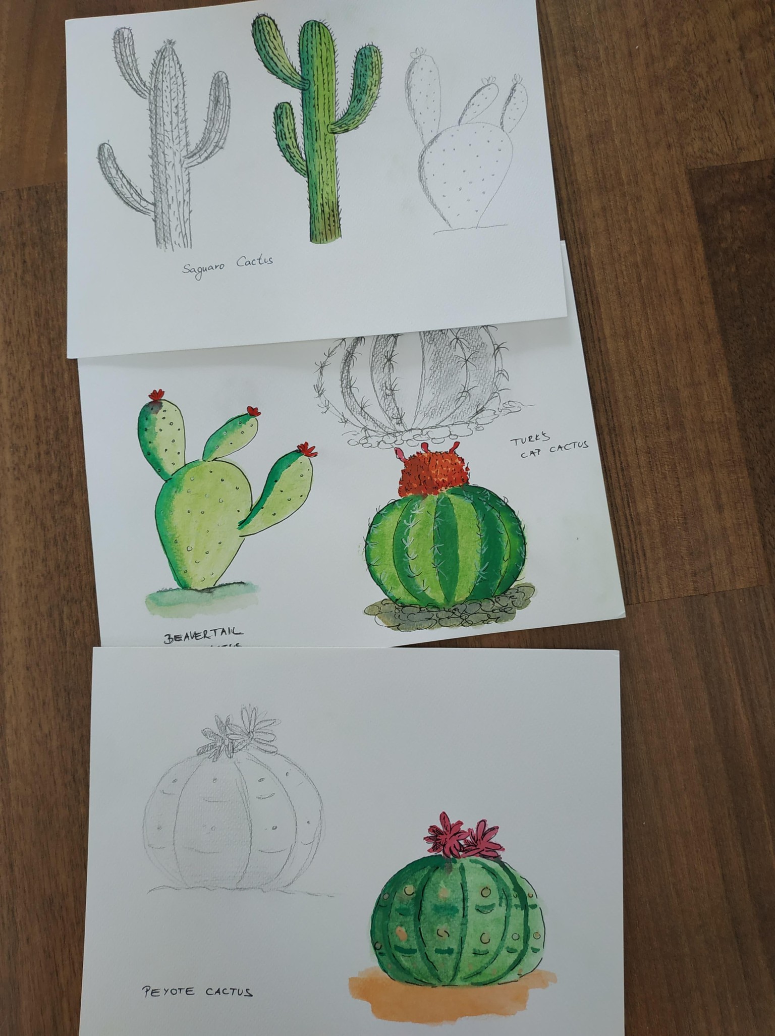 My cacti - image 1 - student project