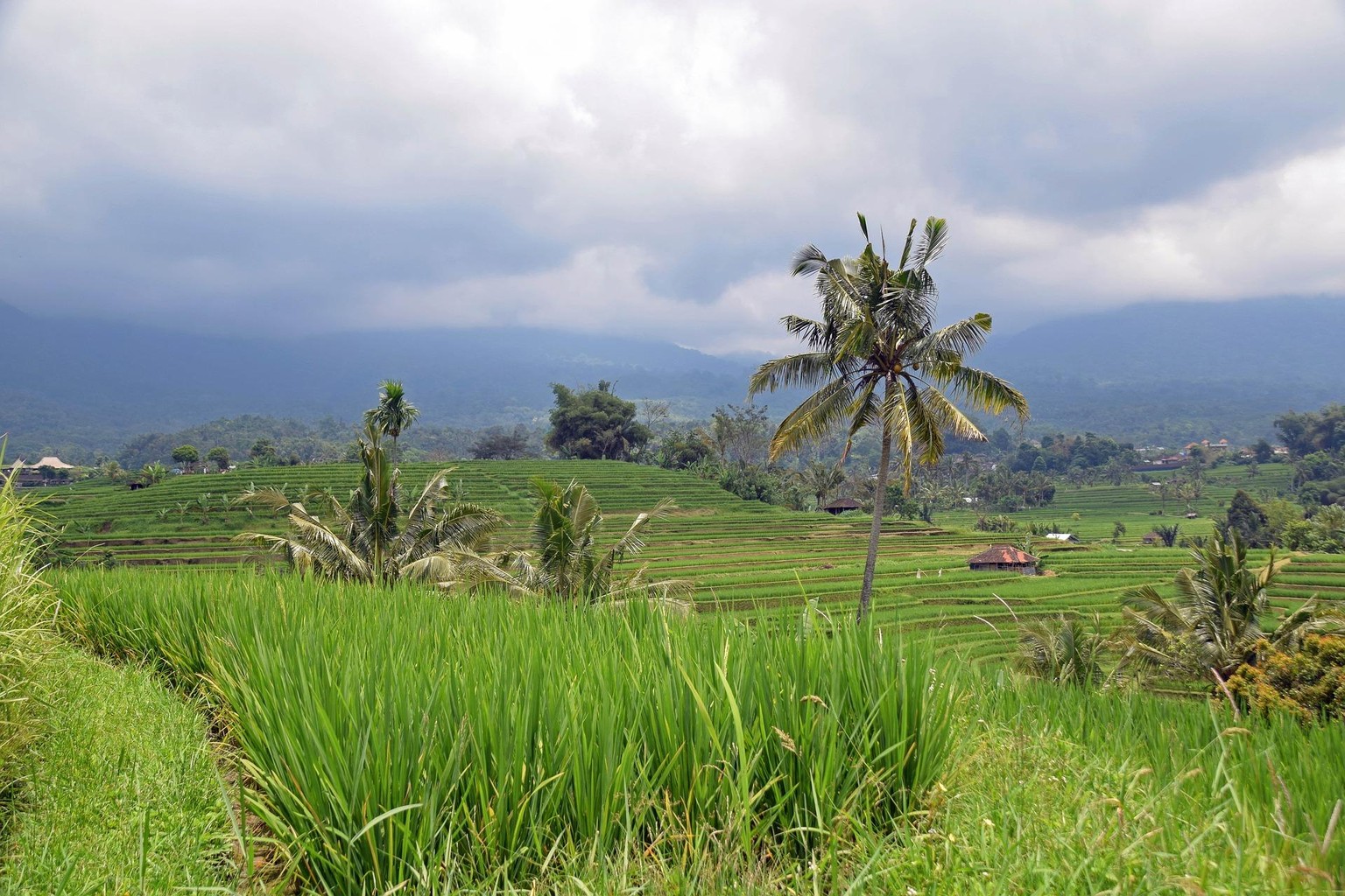 Bali Rice Fields - image 2 - student project