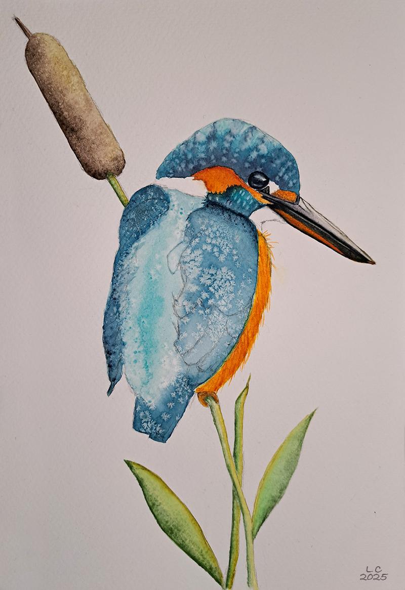Colourful Kingfisher - image 1 - student project