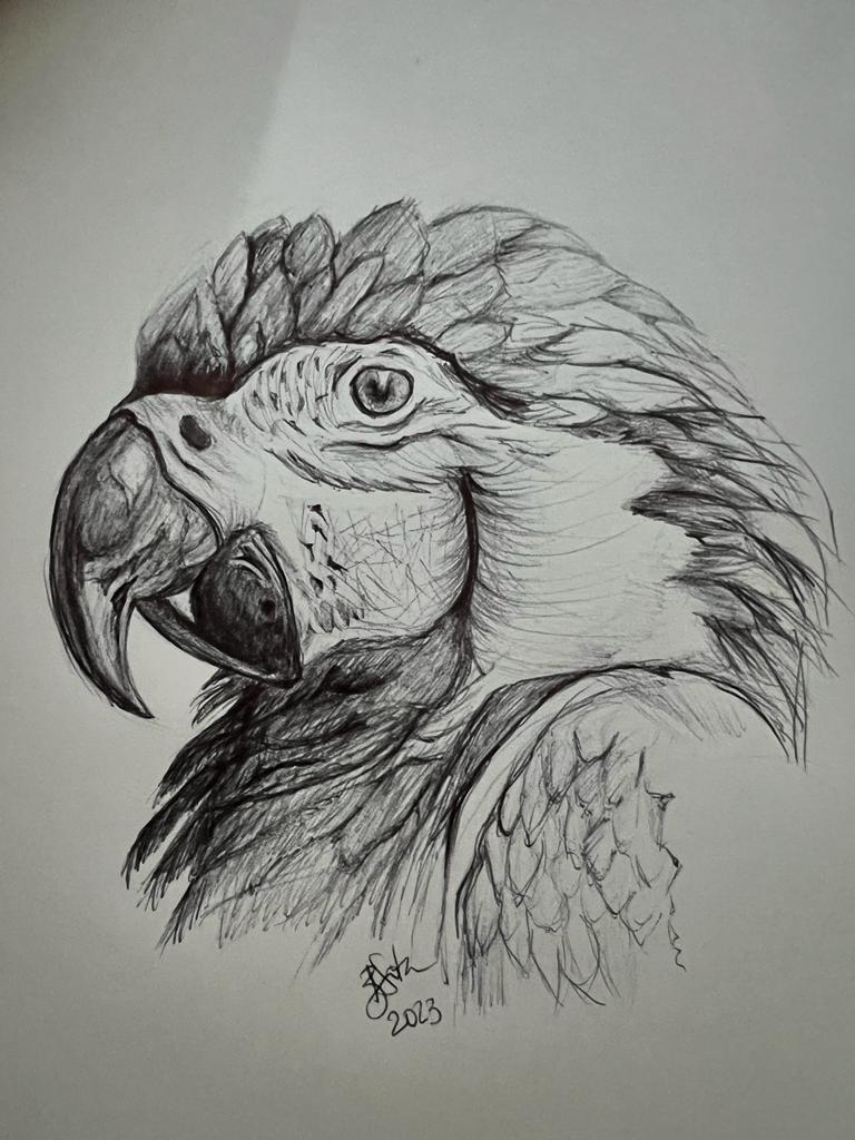 Ballpoint parrot - image 2 - student project