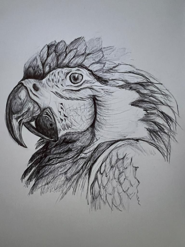 Ballpoint parrot - image 1 - student project