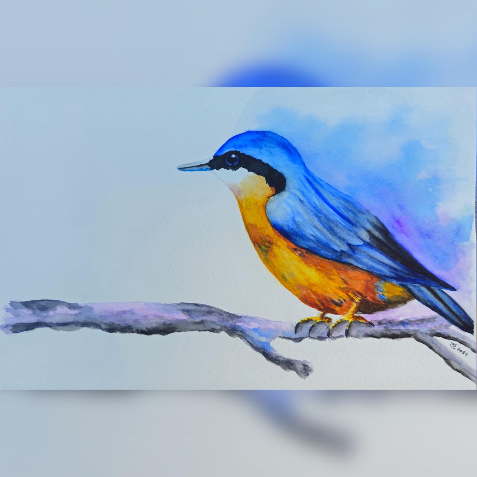 eurasian nuthatch - brhlík lesní - image 1 - student project