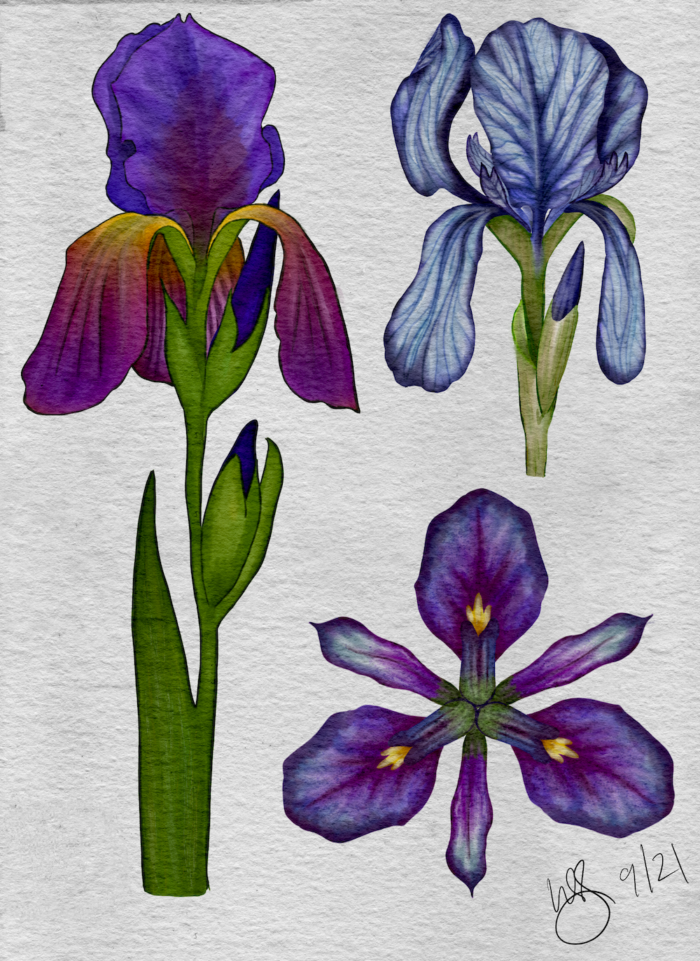 Watercolor Techniques - image 1 - student project