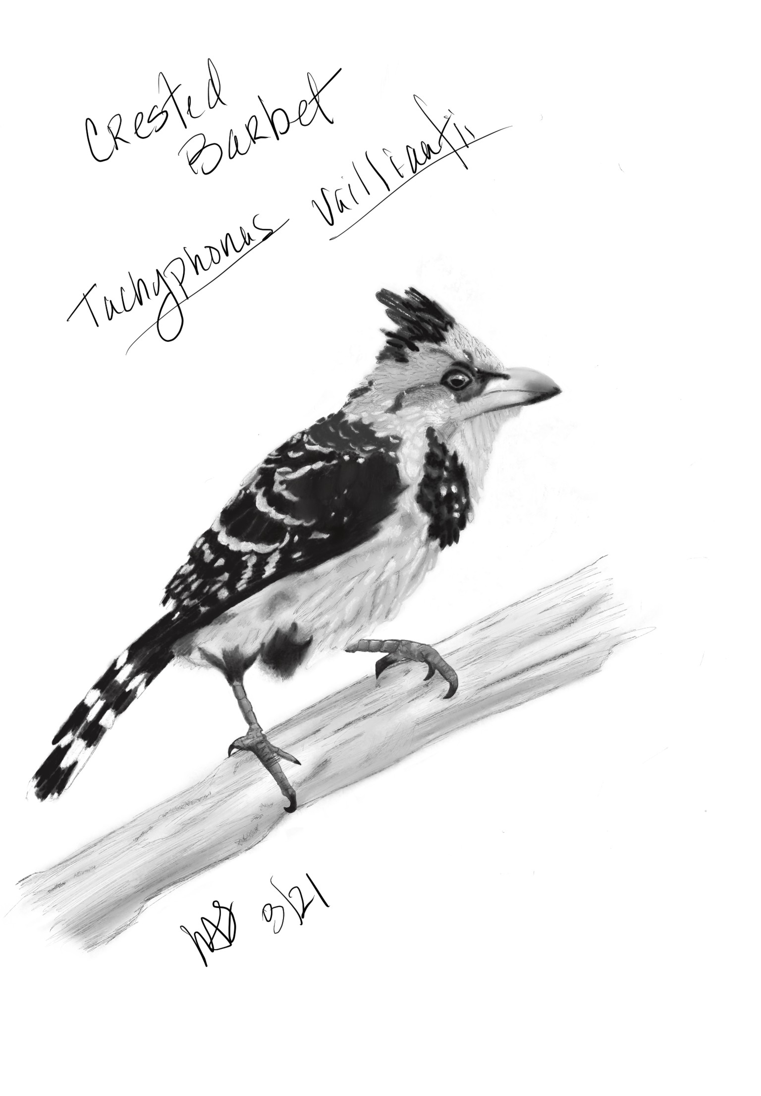 Crested Barbet - image 1 - student project