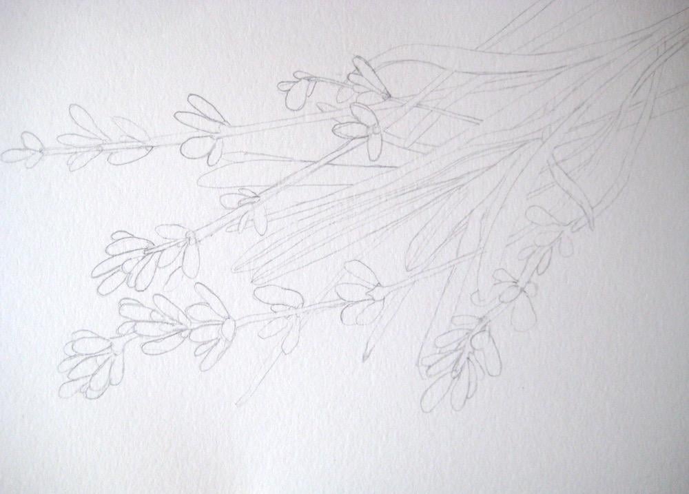 Lavender - image 2 - student project