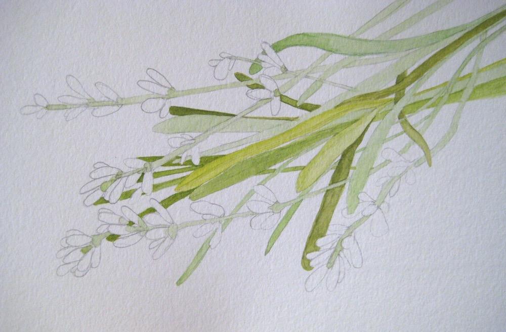 Lavender - image 3 - student project